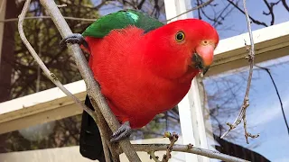 Australian king parrot and a kookaburra fly by!!