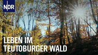 Pflanzen, ernten und genießen - Leben im Teutoburger Wald | die nordstory | NDR Doku