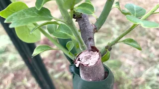 Prok persimmon  - growing a tree shape vs a bush