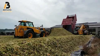 Ensilage à ALLAIRE (56) 08.09.2023 - JCB AGRI - BERNARD MANUTENTION AGRI