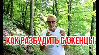 Не просыпаются саженцы. Посмотрите почему / Игорь Билевич