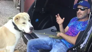 Как научить собаку прыгать в багажник(Алабай)один из способов