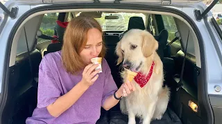 Ice Cream Eating Competition: Golden Retriever Dog vs. Owner