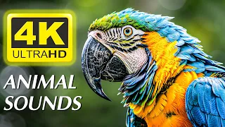 Colorful Birds in 4K - 4K (60fps) Ultra HD - With natural sounds (color dynamic)