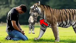 Mann Begegnete im Wald einem Wilden Tiger. Was dann passierte, wird er nie vergessen