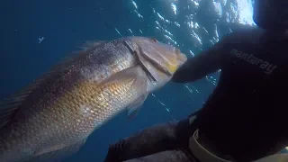 Spearfishing summer Lesvos 2