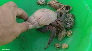 kelomang raksasa lagi 😱, mencari dan menemukan kelomang besar, Umang-Umang besar, hermit crab