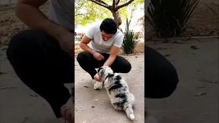 Así reacciona un PERRO a un TRUCO DE MAGIA! 😂 #shorts #parati