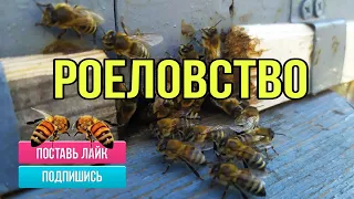 Проверка ловушек для пчел..Погода..20 мая 2020