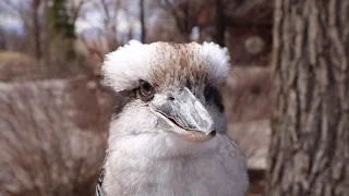 Kookaburra Beak