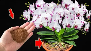 Sprinkle 1 Little! I'm Surprised! Orchids Bloom Continuously Non-Stop