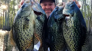 Catching loads of black Crappie in the shallows - Spring Crappie fishing