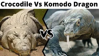 Crocodile Vs Komodo Dragon #shorts