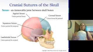 Axial Skeleton