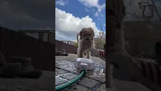 Tiktok Super dog video funny and cute dog video|komik köpek videoları#24