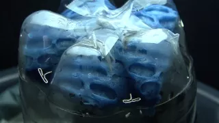 Growing Snowflakes In A Bottle