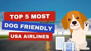 Top 5 Most Dog Friendly Airlines In the USA