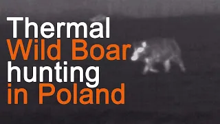 Thermal Wild Boar Hunting in Poland (prohunt.eu)