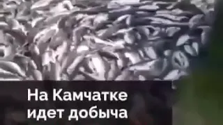 Камчатка. Лосось.