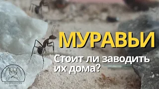Стоит ли заводить муравьев? Плюсы и Минусы. | Муравьи и Мифы #2
