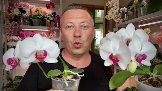 ОРХИДЕИ на ПЕНЬКАХ продление жизни орхидеям и размножение орхидей