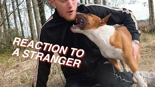 Bull Terrier reaction to a stranger.