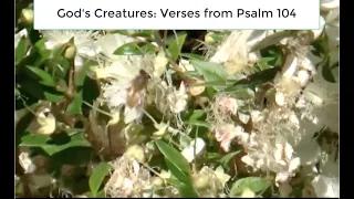 Children's Sermon-- God's Creatures: verses from Psalm 104