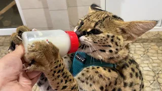 UNEXPECTED REACTION OF BOBCAT RUFUS TO MINT / A giant serval drinks milk / Happy news about lynxes