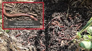 Identify and Report Jumping Worms in Maine