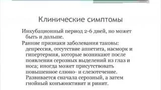 Вебинар "Инфекционные болезни кошек", Ганкина Ю. В., (клиника "Котонай") 14 января 2014, часть 1