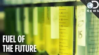 We Can Power The World With Algae!