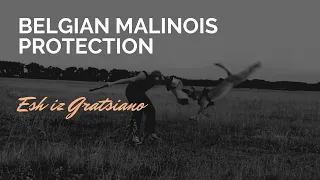 IGP protection with malinois Esh iz Gratsiano III 15 months old.