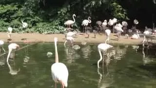 Пражский Зоопарк | Prague Zoo