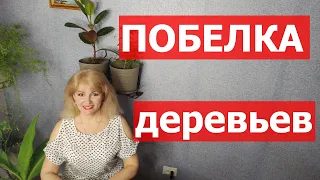 Побелка деревьев весной. Чем белить деревья