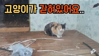 빈 건물안에 고양이가 갇혀있어요!The cat is trapped in an empty building!