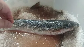 вяленая рыба