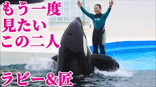 ラビーと匠のチルタイムもぅ一度見せて欲しいな!! 鴨川シーワールド シャチ KamogawaSeaWorld orca killerwhale
