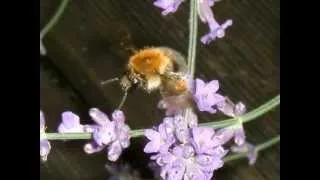 David Garrett -  Flight of the Bumble Bee