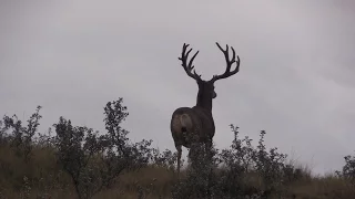 A Saskatchewan Mule Deer Season To Remember! A 215" Mulie named "Wapiti", And A 237" Inch Stud!!!