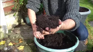 Overwintering Begonia Corms #gardening #gardeninguk #containergardening #homesteading #begonias