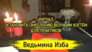 ОСТАНОВИТЬ ОНКОЛОГИЮ ВОЛЧЬИМ КОГТЁМ. ДЛЯ ПРАКТИКОВ. ВЕДЬМИНА ИЗБА ▶️ МАГИЯ