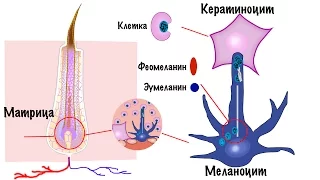 Колористика. Обучение парикмахеров. Окрашивание волос. Фон осветления.