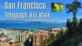 SAN FRANCISCO - Walk in search of the Wild Parrots of Telegraph Hill / Virtual Tour (Oct 2021) 🦜🚶‍♂️