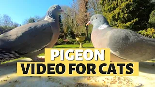 PIGEON VIDEOS FOR CATS | 9 Hours Of Pigeon Paradise
