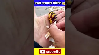 कति सानो मकै  @agriculture @facts @machine @viralvideo @poultryfarming HD