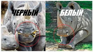 Белый Носорог: как отличить от Черного Носорога, если они оба - серые? Первый после Слона