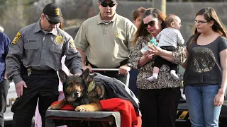 The Heartwarming Journey of a Brave K9 Officer Touching the Community Until the End