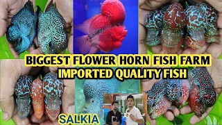 BEAUTUFUL FLOWER HORN FISH FARM |SALKIA HOWRAH | ALL INDIA DELIVERY AVAILABLE | ALL TYPE HORN FISH|