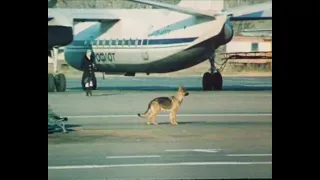 На привязи у взлетной полосы (1989)