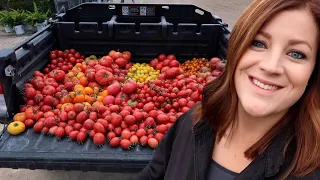 Bean, Carrot & Tomato Harvest!  🍅🥕🌿// Garden Answer